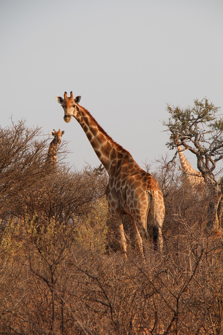giraffes, nature, herd, safari, namibia, south africa, africa, savannah, forest, wildlife